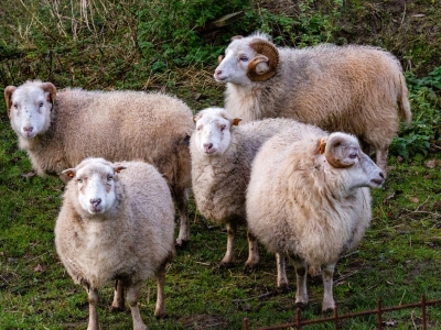 Ouessant sheep - De Zonnegloed - Animal park - Animal refuge centre 